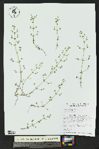 Galium proliferum image