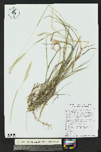 Bothriochloa laguroides image