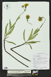 Arnica chamissonis image
