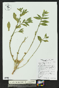 Nicotiana obtusifolia image