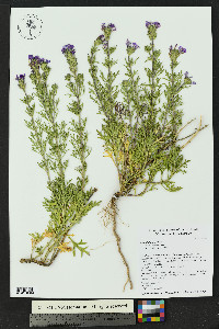 Glandularia bipinnatifida var. ciliata image