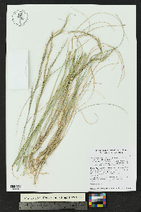 Aristida purpurea var. nealleyi image
