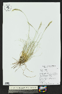 Muhlenbergia setifolia image