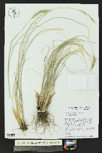 Media resource of Eriocoma curvifolia