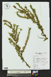 Nicotiana obtusifolia image