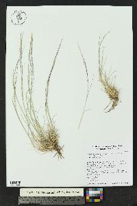 Muhlenbergia arenicola image