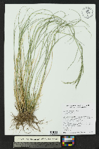 Eragrostis lehmanniana image