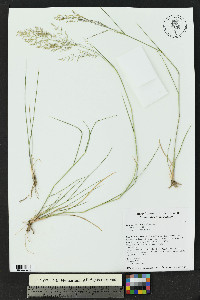 Eragrostis lehmanniana image