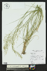 Eragrostis lehmanniana image