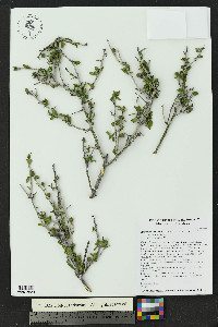 Sarcomphalus obtusifolius image