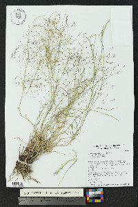 Muhlenbergia porteri image