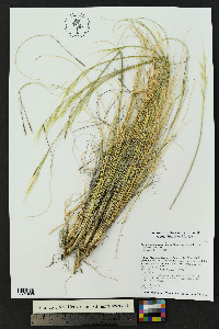 Hesperostipa neomexicana image