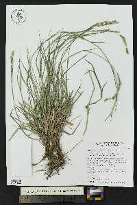 Hopia obtusa image