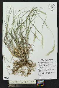 Bothriochloa laguroides image