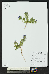 Glandularia bipinnatifida var. ciliata image