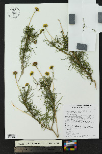 Sidneya tenuifolia image