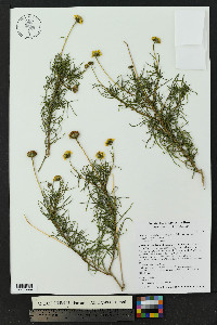 Sidneya tenuifolia image