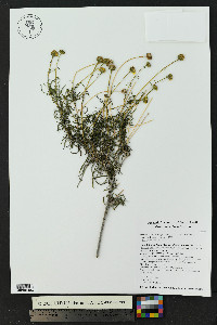 Sidneya tenuifolia image