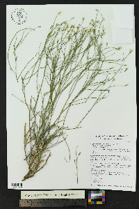 Stephanomeria pauciflora image