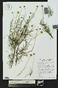 Sidneya tenuifolia image