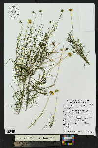 Sidneya tenuifolia image