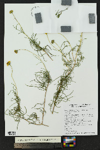 Sidneya tenuifolia image