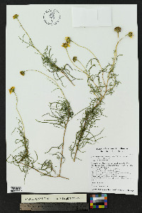Sidneya tenuifolia image