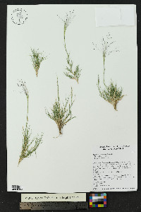 Muhlenbergia fragilis image