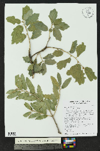 Quercus x undulata image