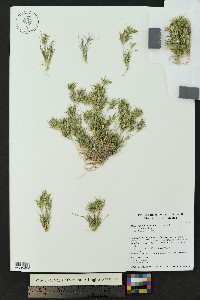 Munroa pulchella image