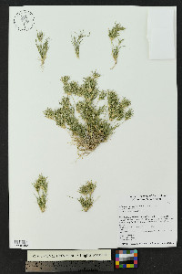 Munroa pulchella image