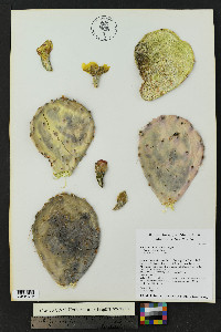 Opuntia phaeacantha image