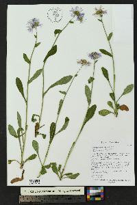 Erigeron speciosus image