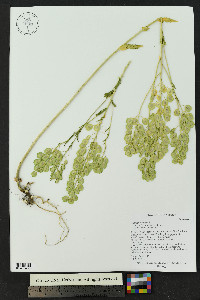 Thlaspi arvense image
