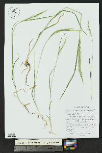 Arrhenatherum elatius image