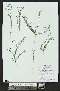 Linum pratense image