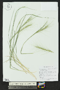 Elymus elymoides subsp. brevifolius image