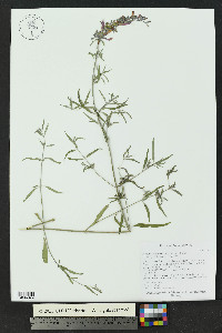 Agastache rupestris image