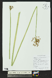 Schoenoplectus acutus image