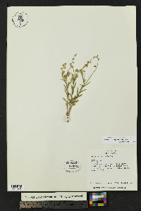 Rhinotropis subspinosa image