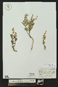 Hebecarpa palmeri image