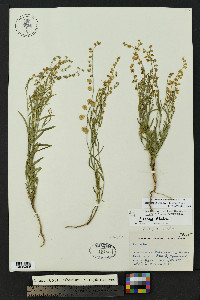 Hebecarpa barbeyana image