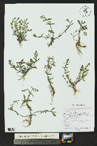 Veronica peregrina subsp. xalapensis image