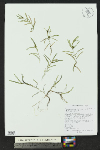 Potamogeton foliosus subsp. foliosus image