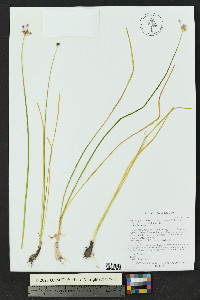 Allium geyeri var. tenerum image