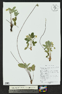 Fragaria vesca subsp. bracteata image