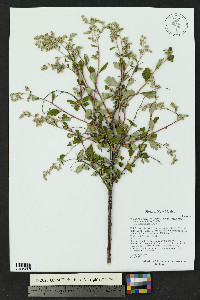 Holodiscus discolor var. discolor image