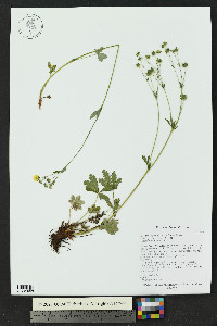 Potentilla gracilis image