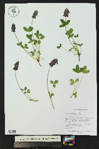 Trifolium brandegeei image