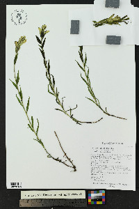 Castilleja septentrionalis image